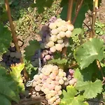 Wein- Und Gaestehaus Genetsch Affittacamere