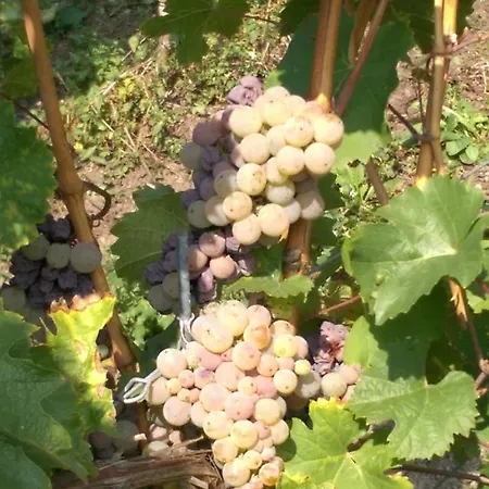 Wein- Und Gaestehaus Genetsch ゲストハウス