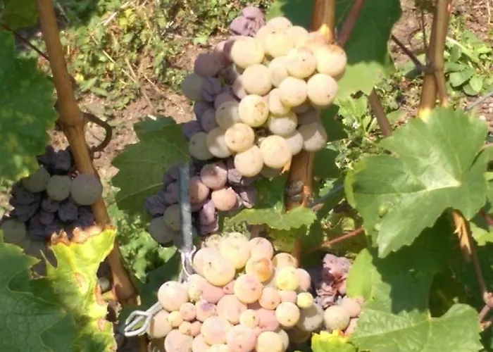 Wein- Und Gaestehaus Genetsch ゲストハウス